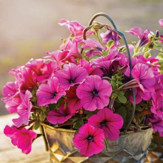 FotoFinish Pink Petunia Thumbnail